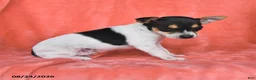 Rat Terrier dogs for sale: Flicka - Ad 2