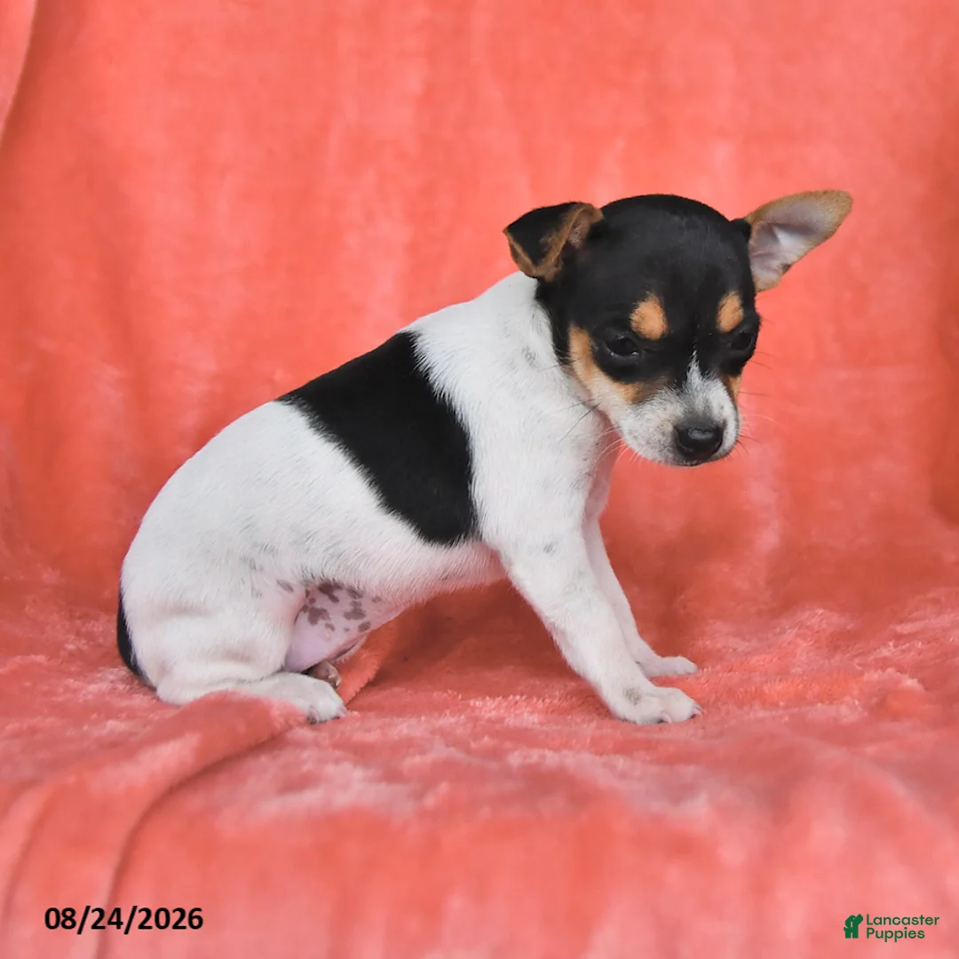 Rat Terrier dogs for sale: Flicka - Ad 2