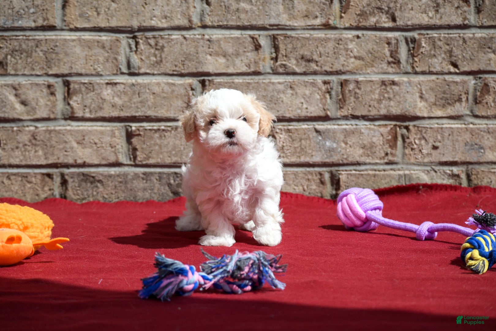 Maltipoo dogs Diane - Ad 2