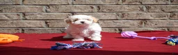 Maltipoo dogs for sale: Diane - Ad 2