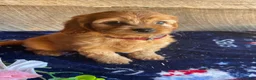 Cavapoochon dogs for sale: Chase - Ad 4