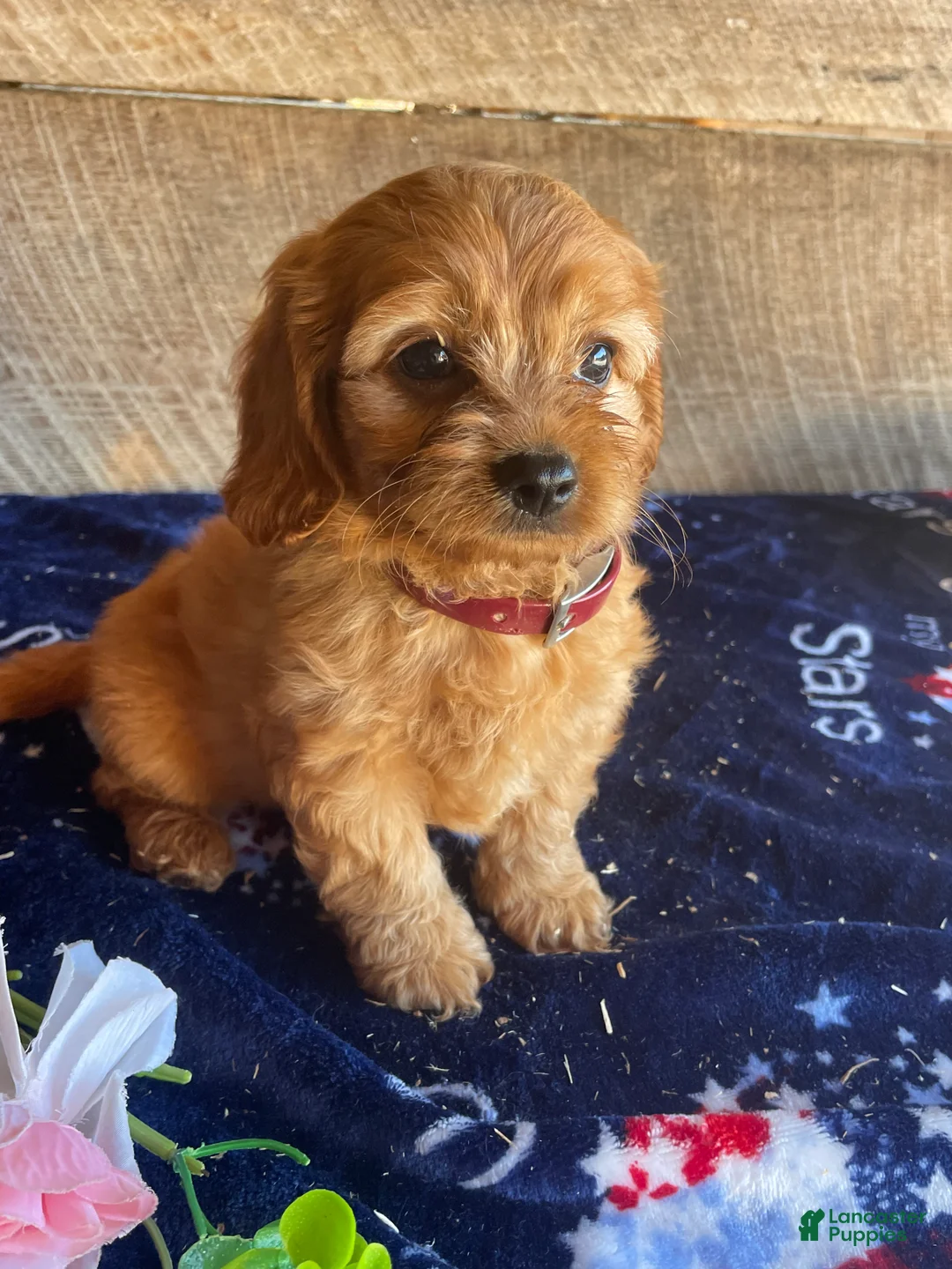 Cavapoochon dogs for sale: Chase - Ad 4