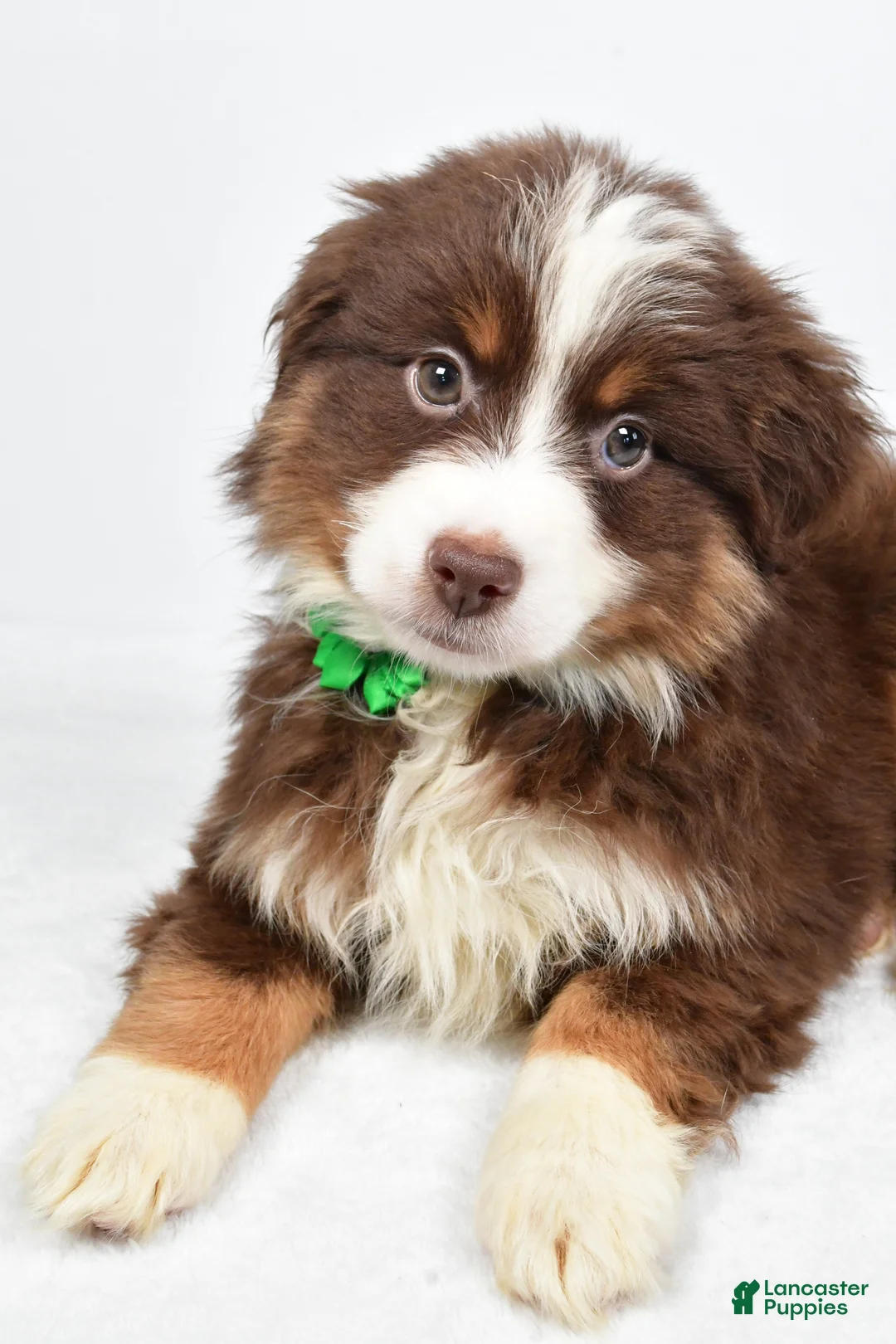 Miniature Australian Shepherd dogs for sale: Rebekah - Ad 7