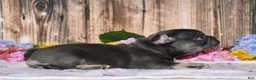 French Bulldog dogs for sale: Ford - Ad 3
