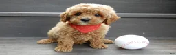 Cavapoo dogs for sale: Miles - Ad 5