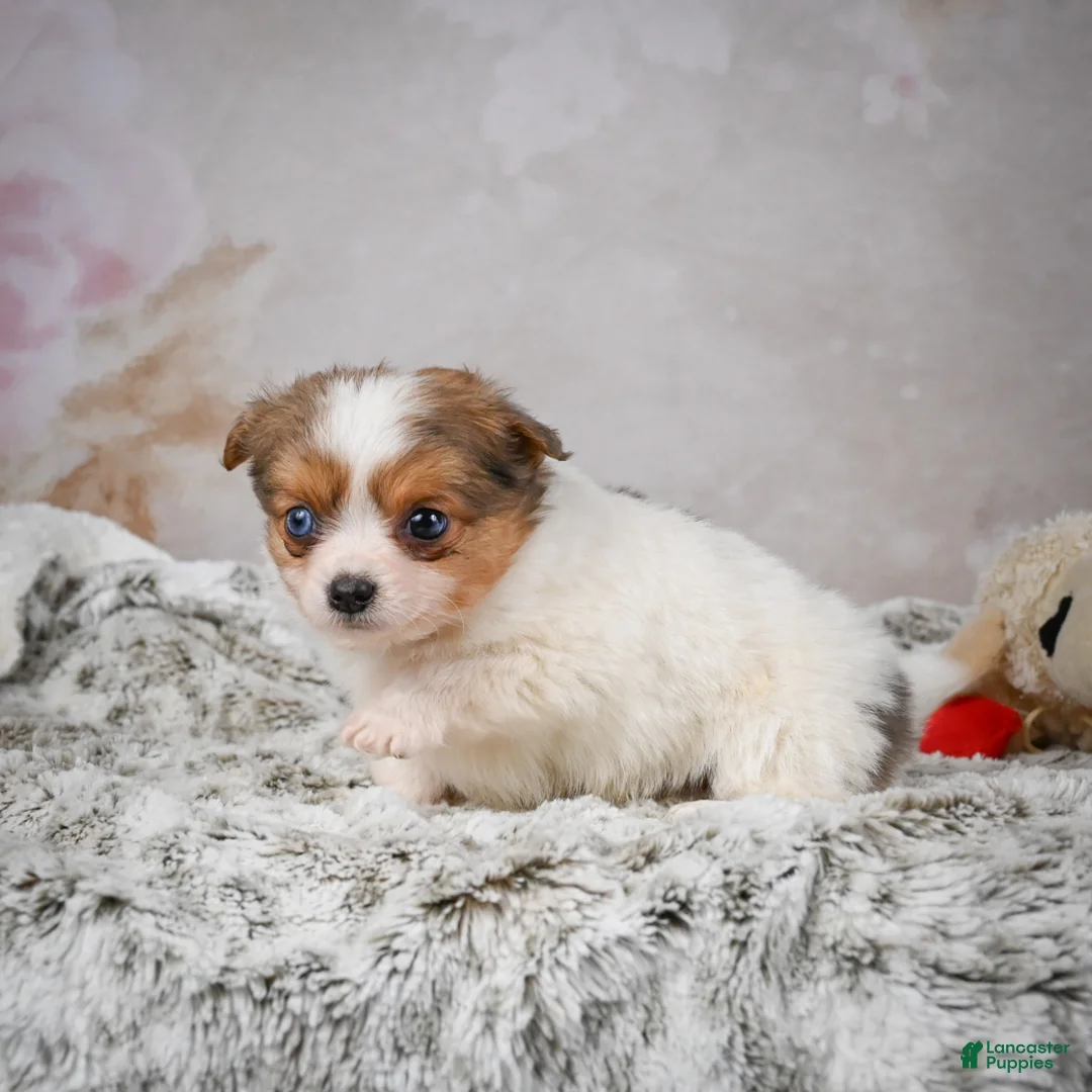 Chihuahua dogs for sale: Hunter - Ad 2