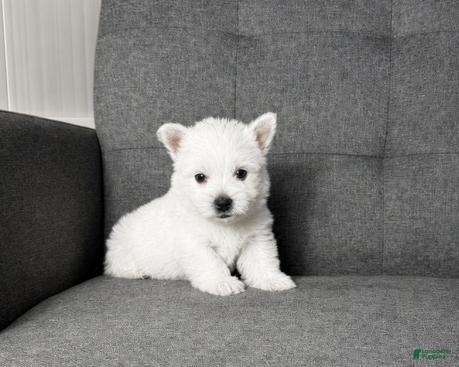 West Highland Terrier dogs Isabella - Ad 2