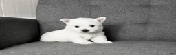 West Highland Terrier dogs for sale: Isabella - Ad 2