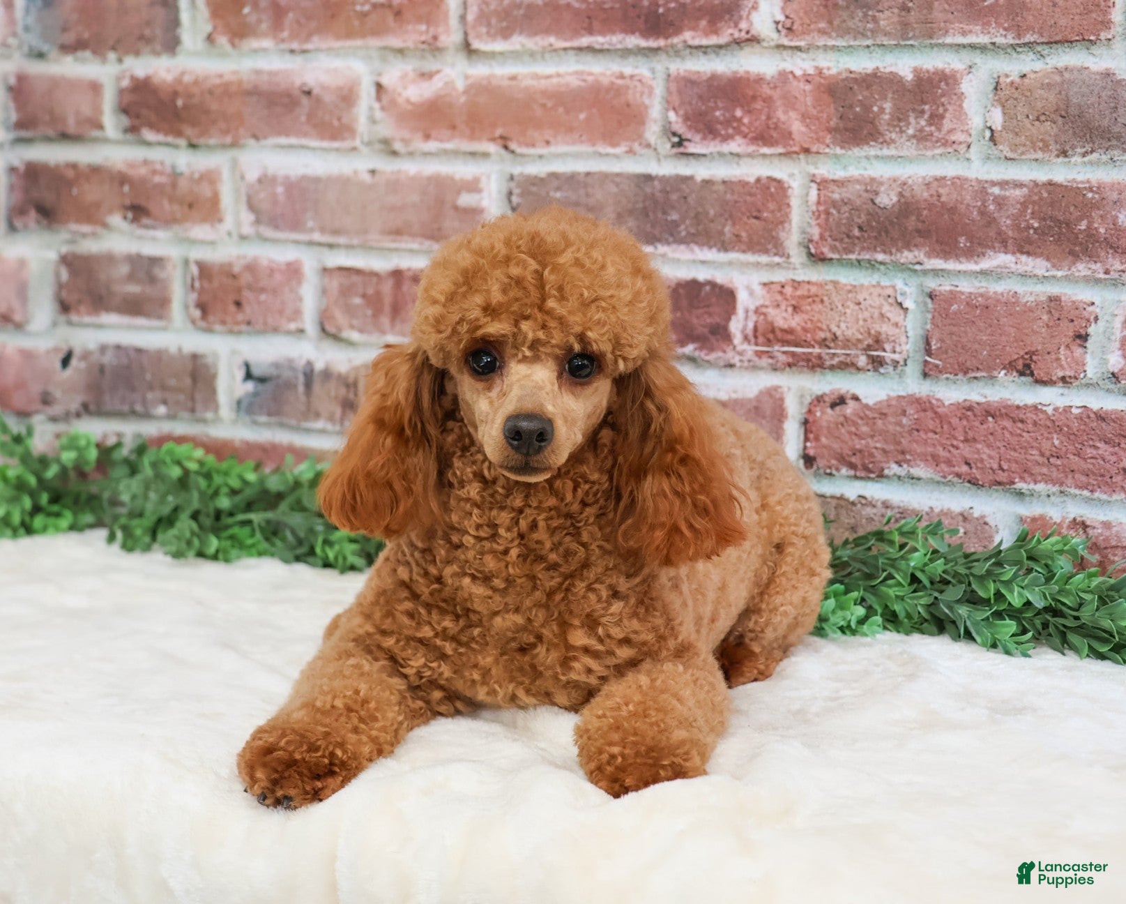 Miniature Poodle dogs Bella  - Ad 26