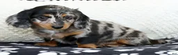 Miniature Dachshund dogs for sale: Leo - Ad 7