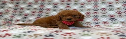 Cavapoo dogs for sale: Lucky - Ad 6