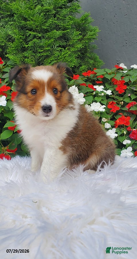 Shetland Sheepdog dogs Rose - Ad 2