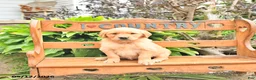 Golden Retriever dogs for sale: Bridget - Ad 4