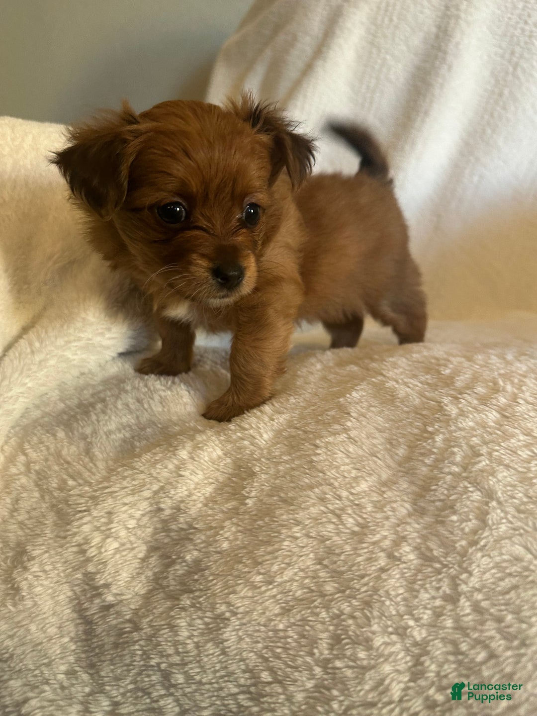 Mixed Breed dogs for sale: Mixed Breed Puppy 4 - Ad 3