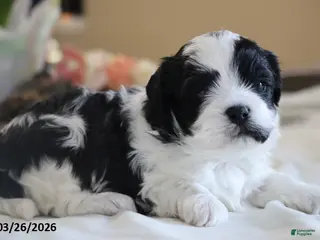 Mixed Breed dogs for sale: Rover - Ad 1