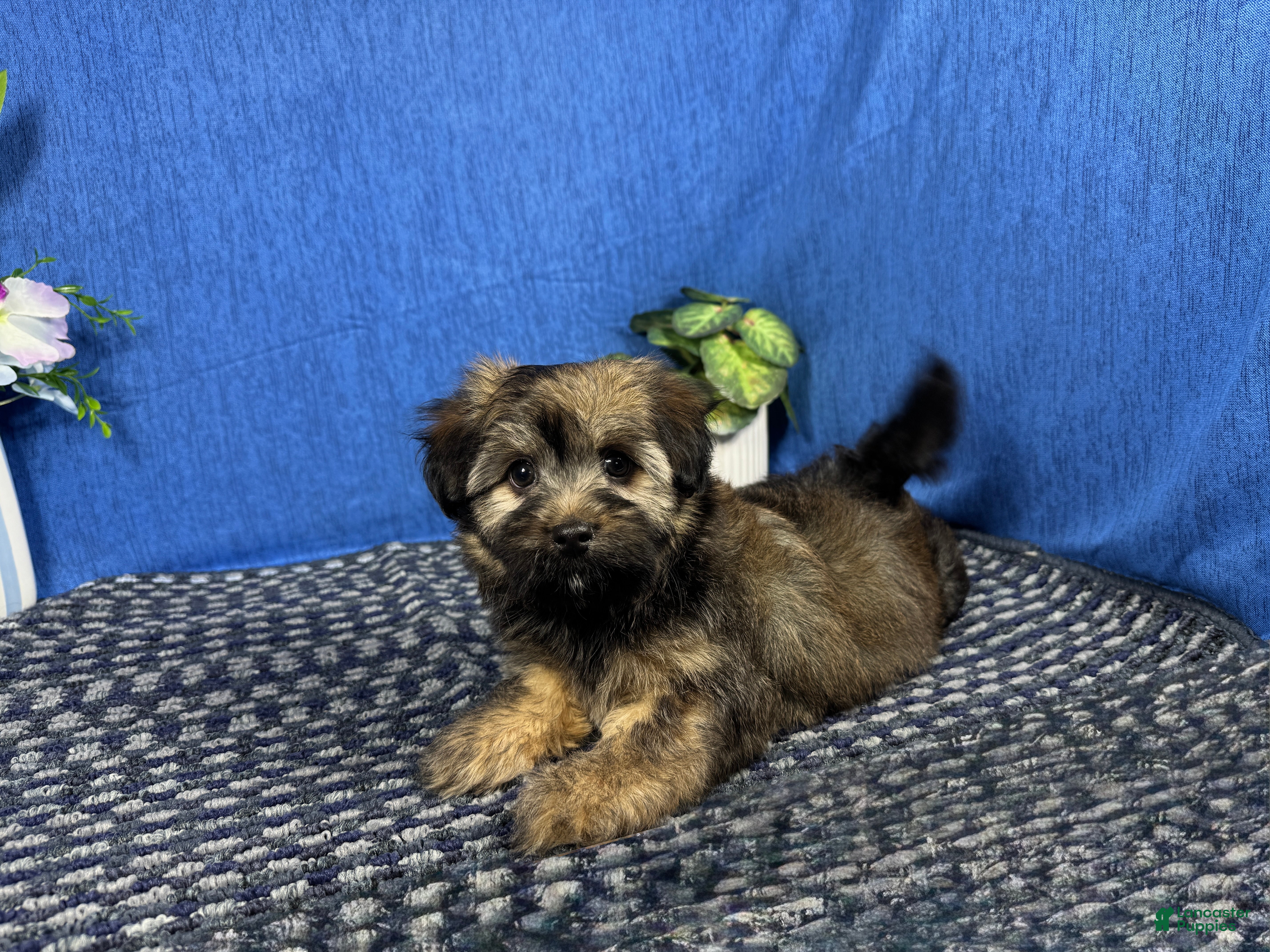 Havanese
