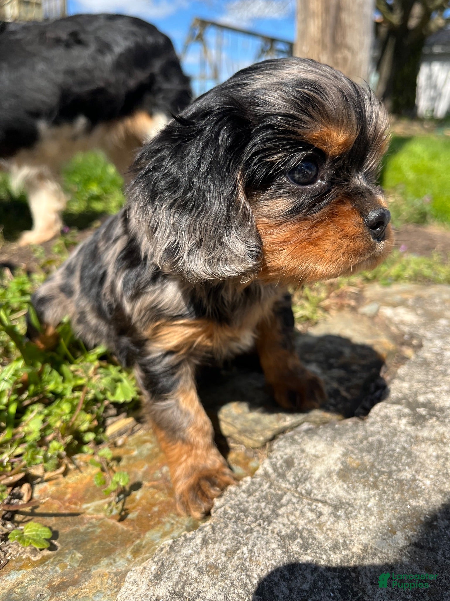 Cavalier King Charles Spaniel dogs Cavalier King Charles Spaniel 2 - Ad 2