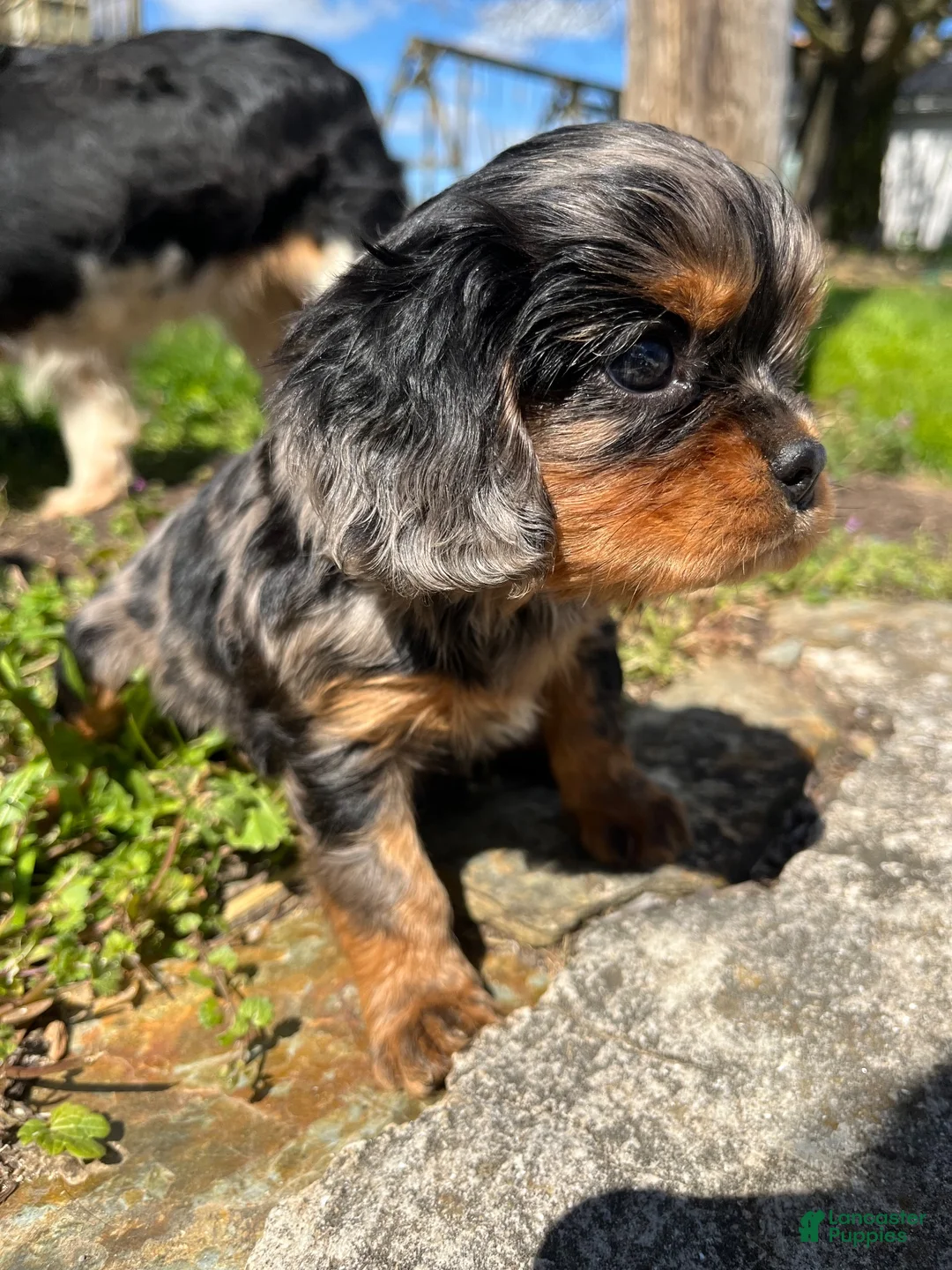 Cavalier King Charles Spaniel dogs for sale: Cavalier King Charles Spaniel 2 - Ad 2
