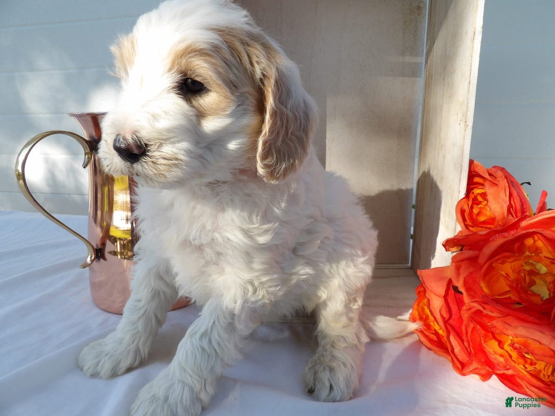 Gallery Image {{count}}