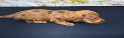 Miniature Dachshund dogs for sale: Zelda - Ad 7