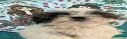 Shih Tzu dogs for sale: Snuggles - Ad 2