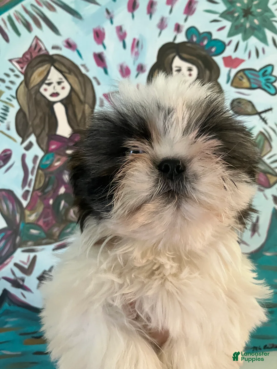 Shih Tzu dogs for sale: Snuggles - Ad 2