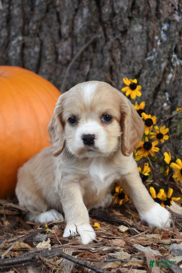 Cocker Spaniel dogs Molly - Ad 2