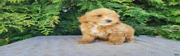 Mini Bernedoodle dogs for sale: Spencer - Ad 8