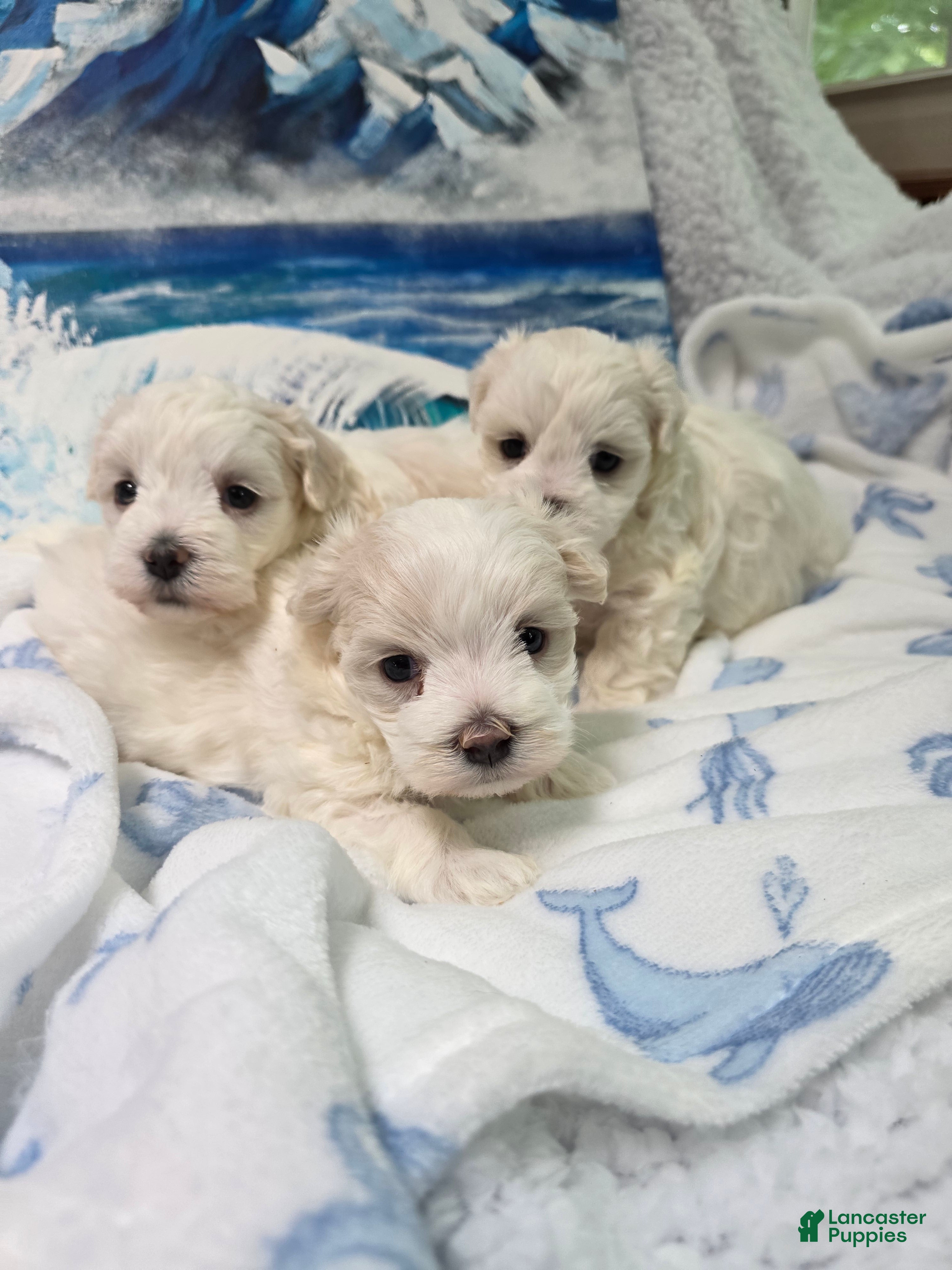 Maltese dogs Lily  - Ad 1
