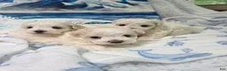 Maltese dogs for sale: Lily  - Ad 1