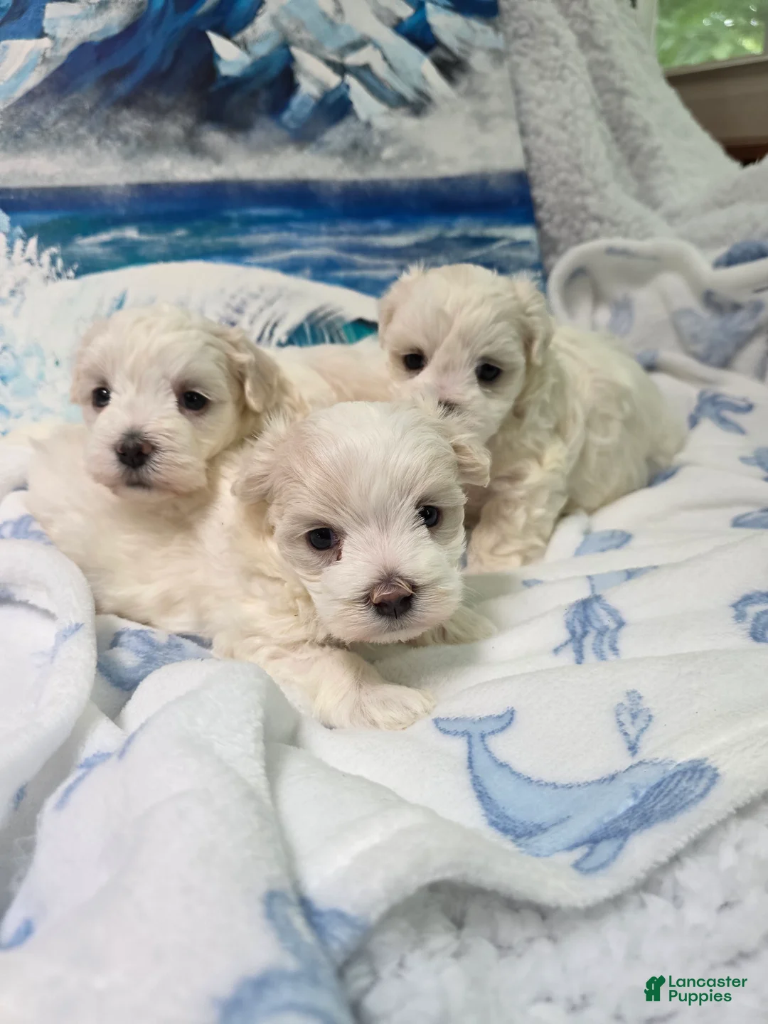 Maltese dogs for sale: Lily  - Ad 1