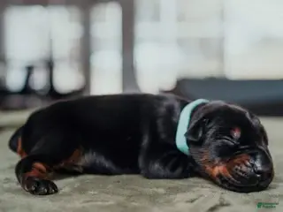 Doberman Pinscher dogs Titan Bone Goliath Bone Crusher - Ad 1