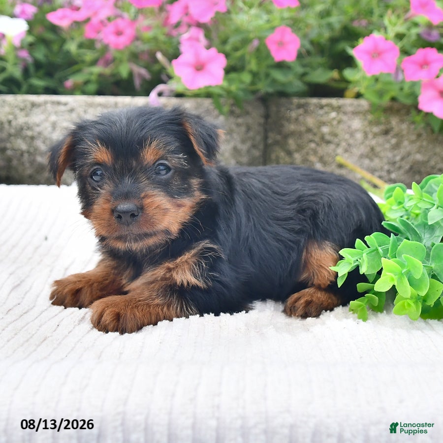 Yorkshire Terrier dogs Amber - Ad 2