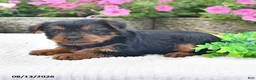 Yorkshire Terrier dogs for sale: Amber - Ad 2