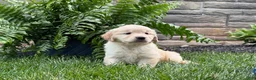 Golden Retriever dogs for sale: Daisy - Ad 2