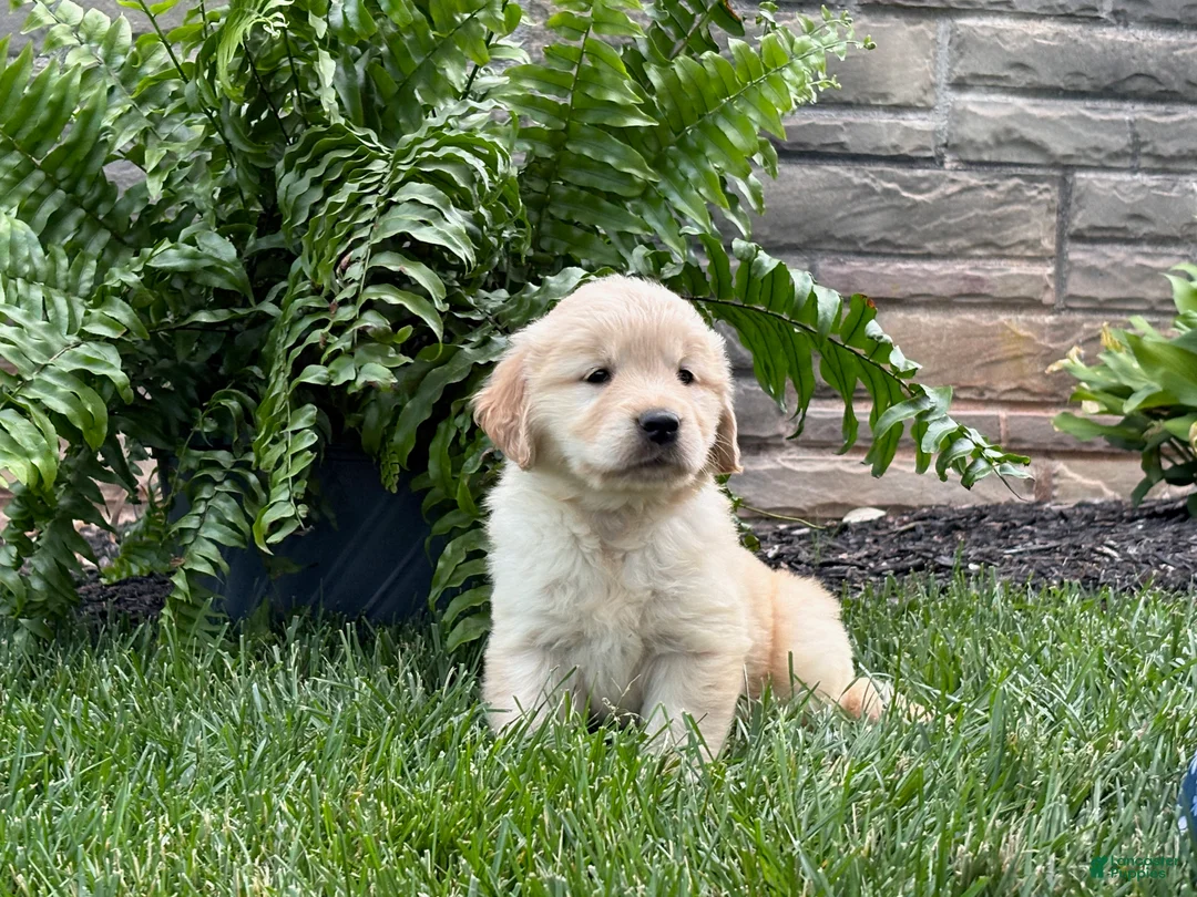Golden Retriever dogs for sale: Daisy - Ad 2