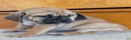 Puggle dogs for sale: Chance  - Ad 11