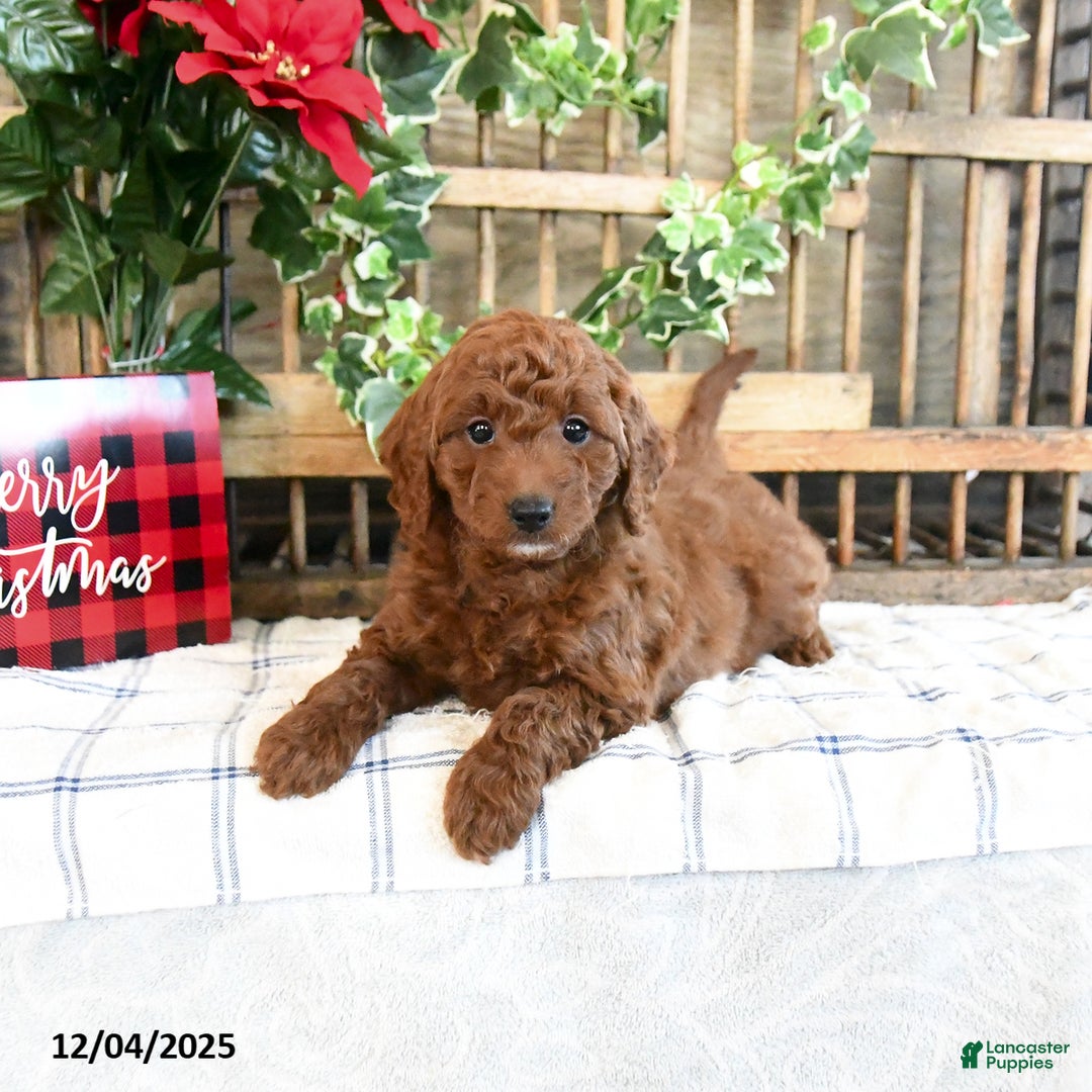 Mini Goldendoodle dogs for sale: Flora   - Ad 4