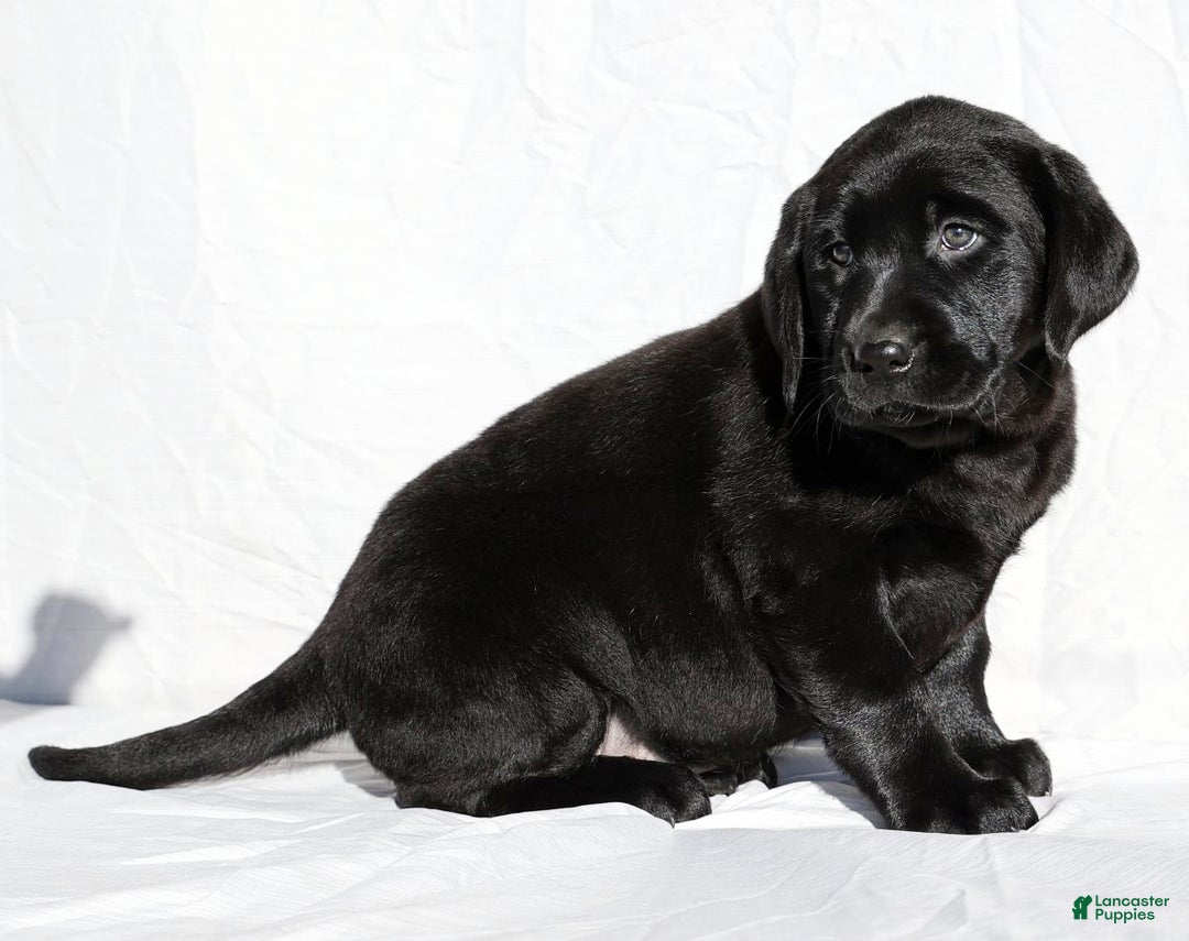 Labrador Retriever dogs for sale: Twinkle - Ad 3
