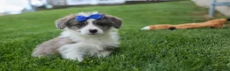 Corgipoo dogs for sale: NOAH - Ad 11