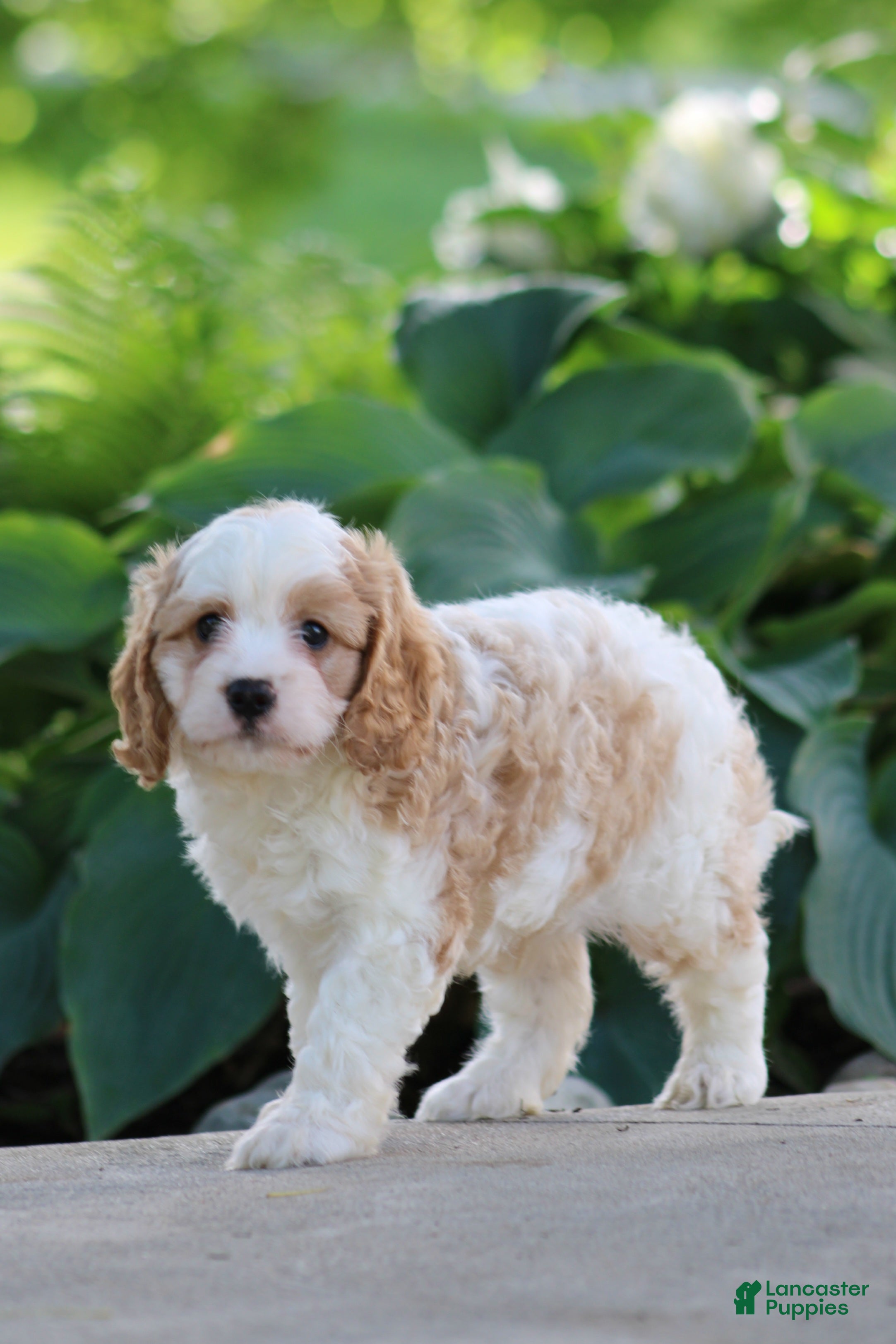 Cavapoo dogs Cody - Ad 2