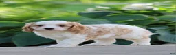 Cavapoo dogs for sale: Cody - Ad 2