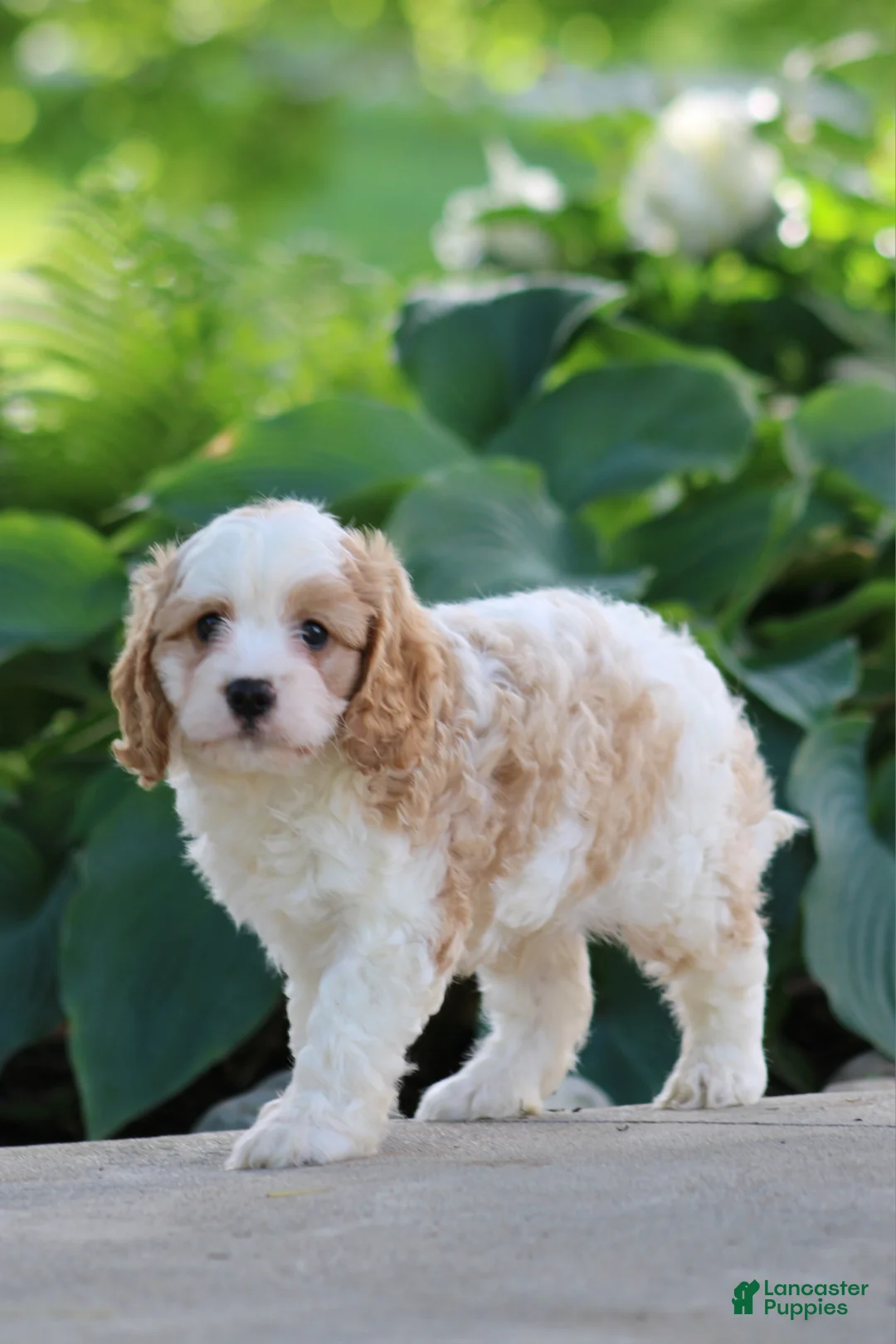 Cavapoo dogs for sale: Cody - Ad 2