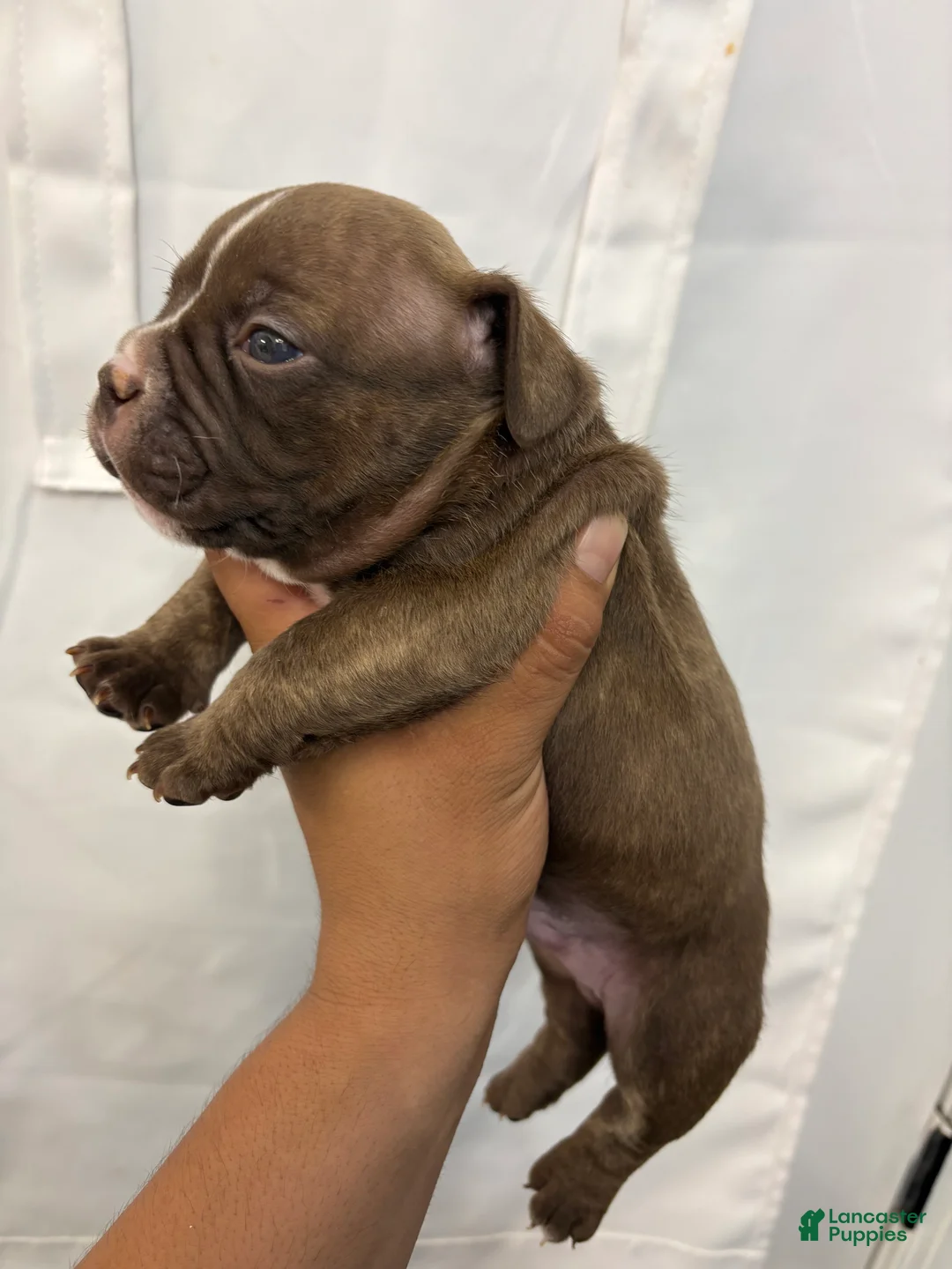 American Bully dogs for sale: American Bully 3 - Ad 2