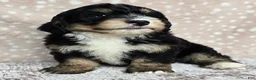 Mini Bernedoodle dogs for sale: Mini Willow - Ad 15