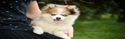 Pomsky dogs for sale: Sebastian - Ad 4