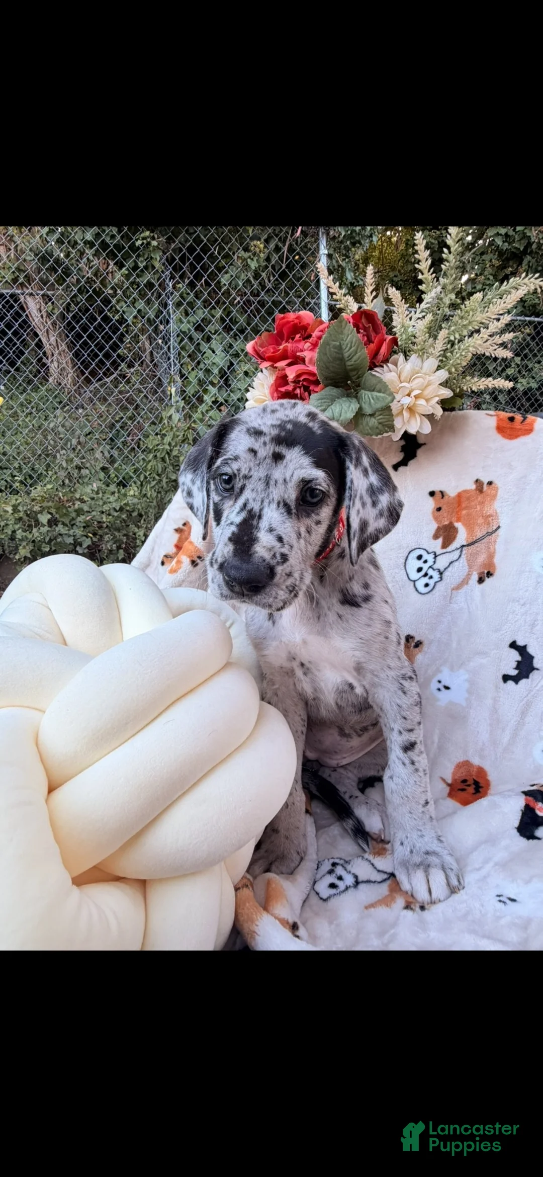 Great Dane dogs for sale: Great Dane 7 - Ad 1