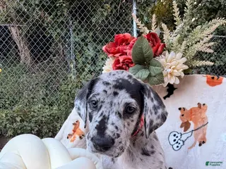 Great Dane dogs Great Dane 7 - Ad 11