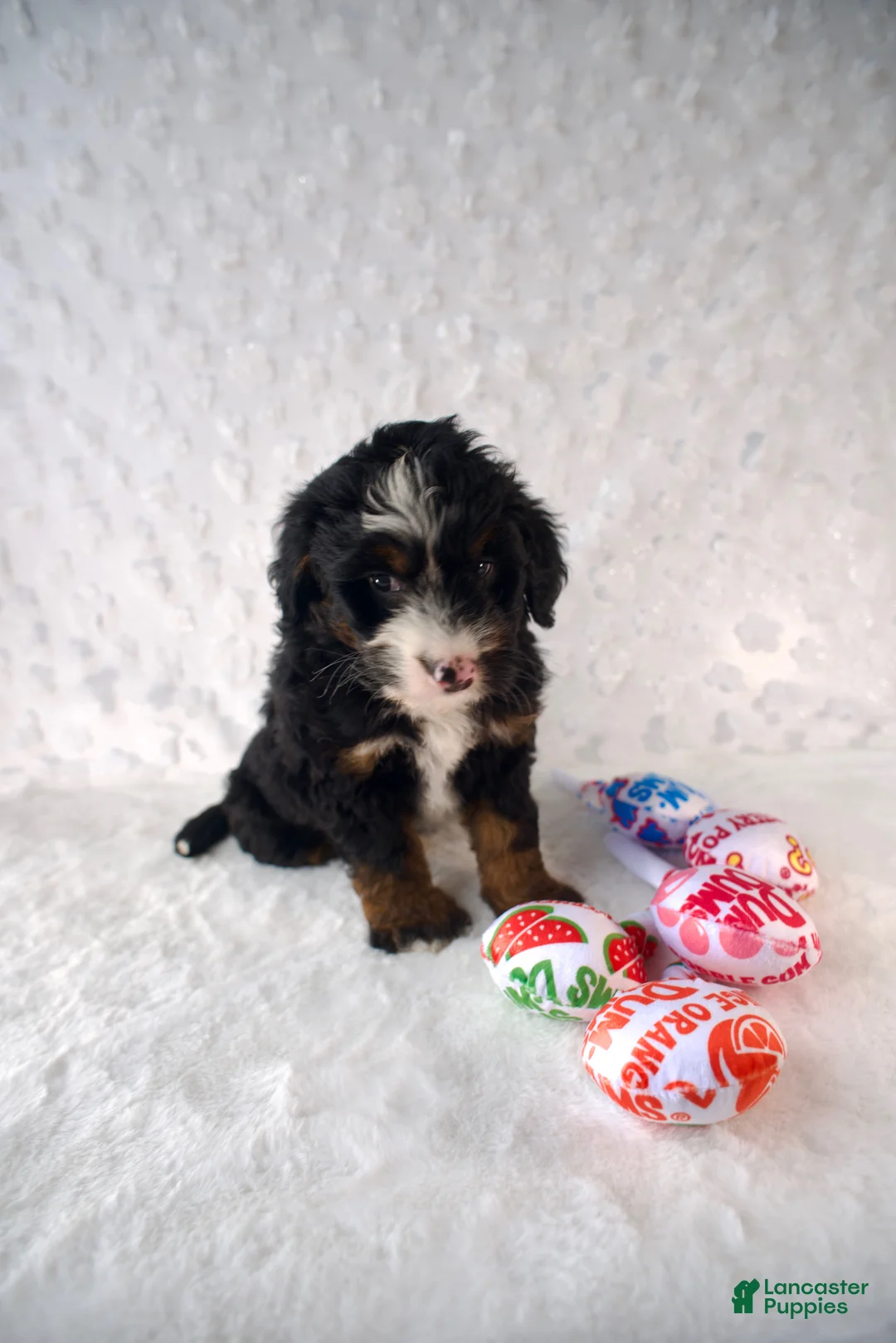 Mini Bernedoodle dogs for sale: Ms. Chocolate Crunch - Ad 2