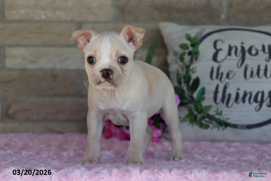 Frenchton dogs for sale: Lilac - Ad 1